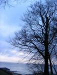 tree&sea tree&sea