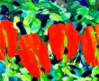 ~ 4 Rode Tulpen - Acrylverf op linnen (70x100) ~ Kunstwerk ~ 4 Rode Tulpen - Acrylverf op linnen (70x100) ~