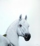 PRINS OP HET WITTE PAARD Kunstwerk PRINS OP HET WITTE PAARD