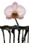 orchidee Kunstwerk orchidee