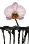 orchidee orchidee