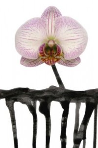 orchidee