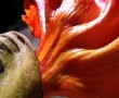 FleshFlower Kunstwerk FleshFlower