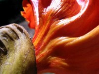FleshFlower FleshFlower
