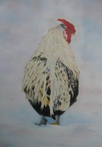 kip van de koude grond kip van de koude grond