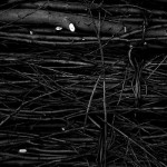bw bw