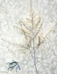 white senses white senses
