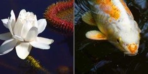 Anima Mundi: I ( Water, Vis) Anima Mundi: I ( Water, Vis)