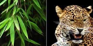 Anima Mundi: II ( Aarde, Panther) Anima Mundi: II ( Aarde, Panther)