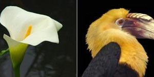 Anima Mundi: III ( Lucht, Vogel) Anima Mundi: III ( Lucht, Vogel)