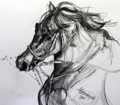 Paard2 Paard2