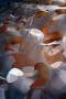 3D gelaserd organza Kunstwerk 3D gelaserd organza