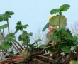 HOLLANDS LANDSCHAP I Kunstwerk HOLLANDS LANDSCHAP I