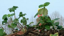 HOLLANDS LANDSCHAP I HOLLANDS LANDSCHAP I