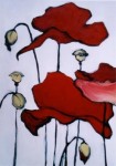 Papaver Papaver