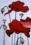 Papaver