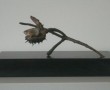 kastanje Kunstwerk kastanje