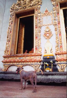thai temple dog